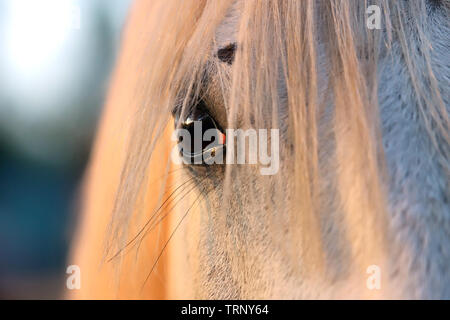 Portrait of a purebred gray arabian stallion. Closeup of a young purebred horse. Purebred young shagya arabian horse posing at golden hour on rural an Stock Photo