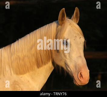 Portrait of a purebred gray arabian stallion. Closeup of a young purebred horse. Purebred young shagya arabian horse posing at golden hour on rural an Stock Photo