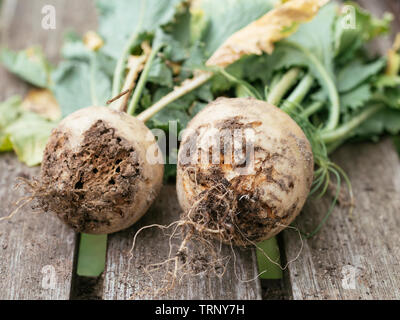 May turnip (Brassica rapa subsp. rapa var. majalis) with damage caused by the root maggot Stock Photo