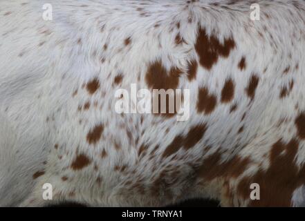 Closeup of the cowhide of a longhorn calf Stock Photo