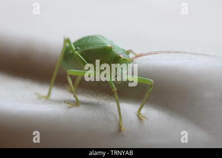 Macro shot of the front of a walking leaf insect Stock Photo