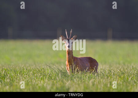 Roe deer buck in a meadow Stock Photo