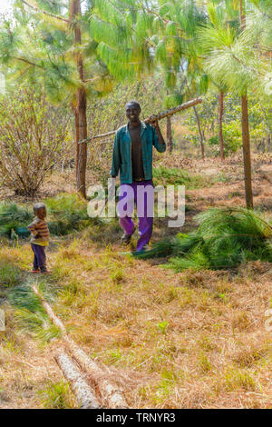 Malawian man carrying the trunk of a sapling of a pine tree that he cut down to use as firewood Stock Photo