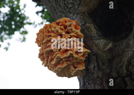 Chicken of the Woods Sulphur Polypore (Laetiporus sulphureus) Parasitic Fungus Growing on the trunk of an English Oak Tree (Quercus robur). Exeter, UK Stock Photo
