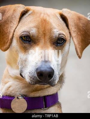 Young male beagle mix portrait shot. Stock Photo