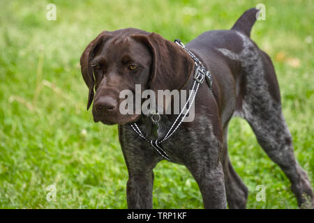 German short-haired Pointer on grass. Stock Photo