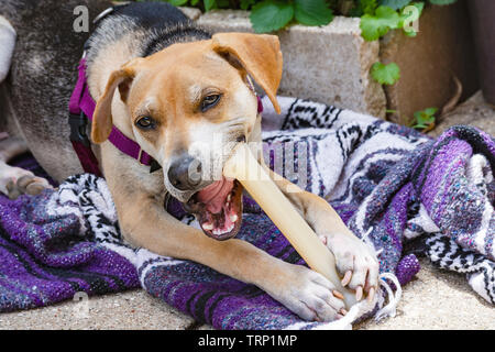 Beagle mix dog chewing on a bone while sitting on a blanket on cement. Stock Photo