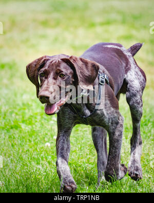 German short-haired pointer trotting on grass in dog park. Stock Photo