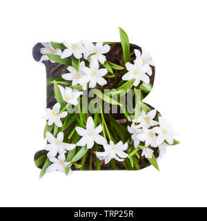 The letter B of the English alphabet of small white chionodoxa flowers Stock Photo