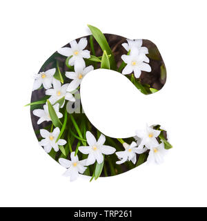 The letter C of the English alphabet of small white chionodoxa flowers Stock Photo