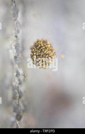 Hundreds of tiny baby spiders in a ball on a spiders web on a concrete step in the garden. Stock Photo