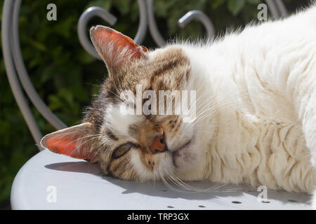 Lying down tabby cat on a table in a garden Stock Photo
