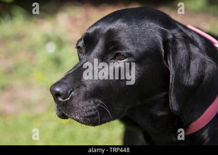 Black labrador with a red collar and matching red lead on a sunny day, outside with a green background, black labrador in a park with lead on Stock Photo