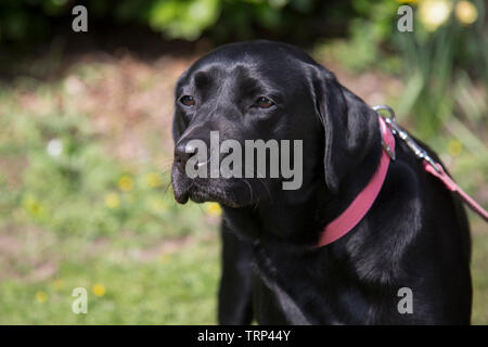 Black labrador with a red collar and matching red lead on a sunny day, outside with a green background, black labrador in a park with lead on Stock Photo
