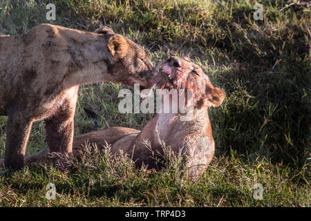 Lions have taken down and killed a Cape Buffalo, Ngorongoro Crater, Tanzania. Here grooming and licking blodd off each other. Stock Photo