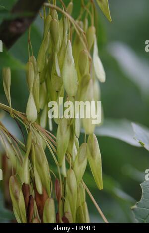 Ash Seed Keys (Fraxinus excelsior) on a Summers Day. Ludwell Valley Park, Exeter, Devon, UK. Stock Photo