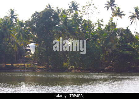 Kerala Backwater guided tour in a wooden canoe with local seafood feast and secluded in the nature of India Stock Photo