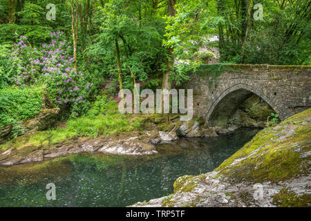 Denham Bridge over the River Tavy is popular with thrill seekers who jump into the deep pool below which is reported to be forty seven feet deep. The Stock Photo
