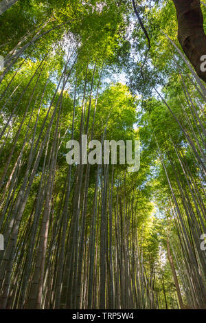 Bamboo Forest / Arashiyama Bamboo Grove / Sagano Bamboo Forest, Kyoto, Japan Stock Photo