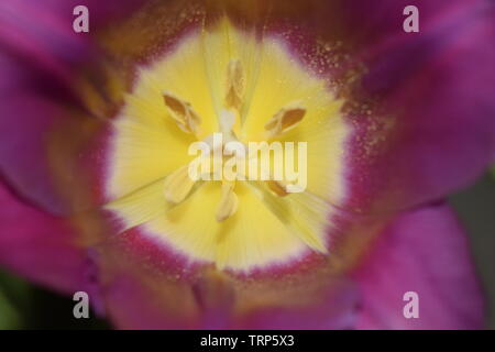 Macro of a purple tulip (Tulipa) with yellow pistil and dark blue stamens forming a regular triangle with white halo effect inside and tender purple b Stock Photo