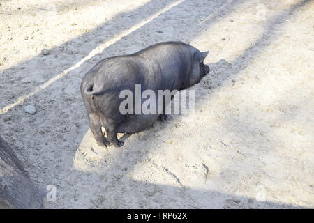 Black Vietnamese pig on the farm. Asian female potbelly pig. Stock Photo