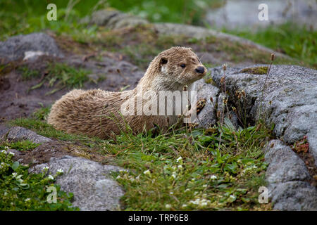Otter sat on dry rocks