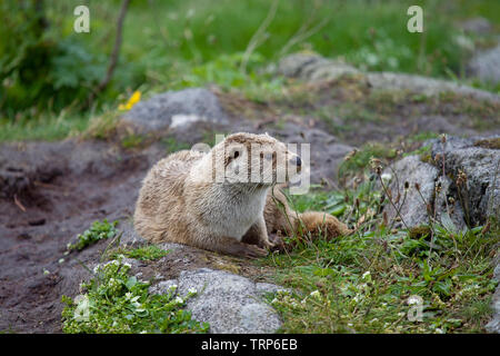 Otter sat relaxing on dry land, Alesund, Norway