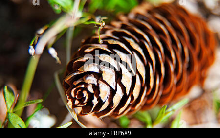 cone lying on the ground Stock Photo