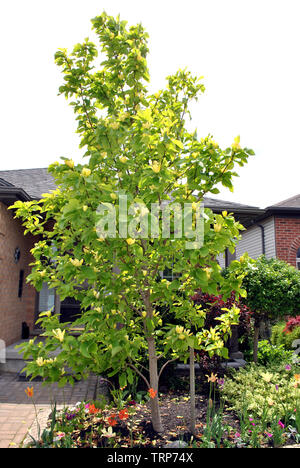 Yellow Bird Magnolia Tree Stock Photo