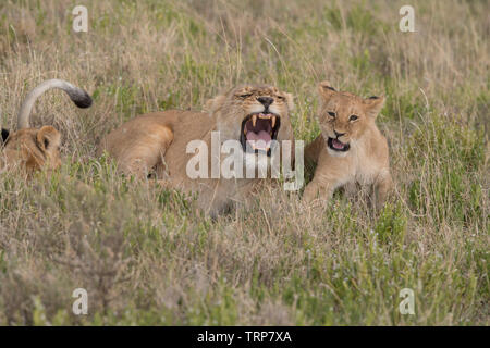 Lion cub imitating lioness snarling, Tanzania Stock Photo