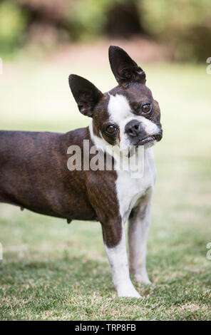 Inbred sales boston terrier