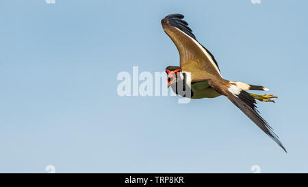 Red-Wattled Lapwing in flight with blue sky  background Stock Photo