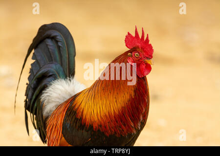 A red jungle fowl rooster, Gallus gallus, on a beach on the Hawaiian island of Kauai. Stock Photo