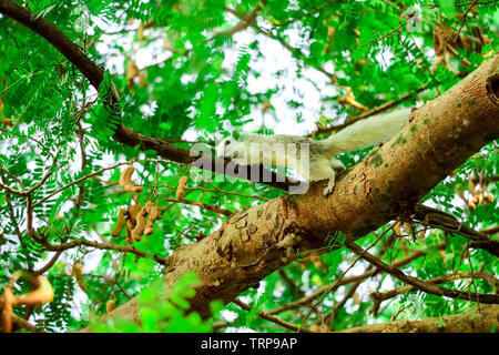 Squirrel trickling fruit tamarind in a branch tree Stock Photo