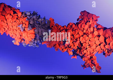 Common orange lichen, Xanthoria parietina, showing red fluorecence in ultraviolet light (365 nm) Stock Photo