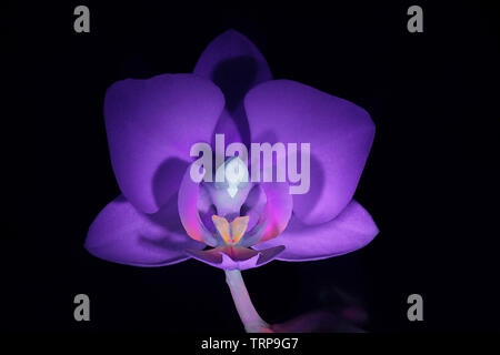 Moth orchid fluorescence in ultraviolet light (365 nm) Stock Photo