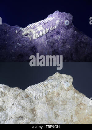 Silurian trilobite fossil from Saarenmaa, Estonia, photographed in ultraviolet light (365 nm).  Lower image showing same sample in normal daylight. Stock Photo