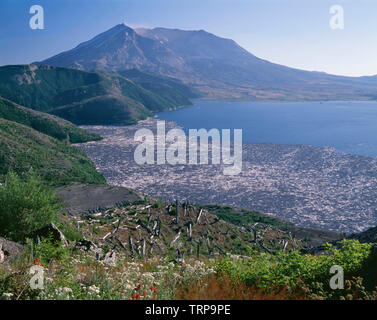 USA, Washington, Mt. St. Helens National Volcanic Monument, View from Independence Pass with wildflowers, logs on Spirit Lake and Mt. St. Helens. Stock Photo