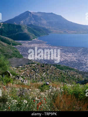 USA, Washington, Mt. St. Helens National Volcanic Monument, View from Independence Pass with wildflowers, logs on Spirit Lake and Mt. St. Helens. Stock Photo