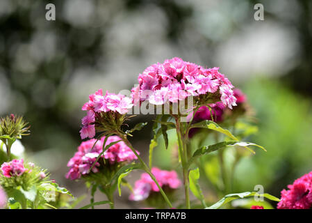 Beautiful sweet william flowers (Dianthus barbatus) in the garden close up Stock Photo