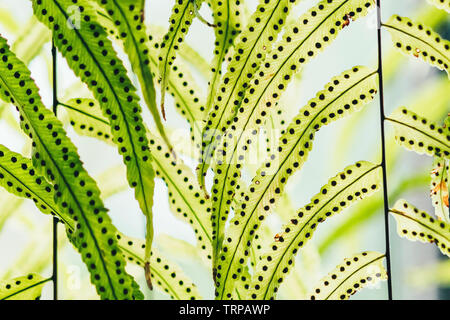 Beautiful Artificial leaves hanging in front of glass window to decorate the coffee shop. Natural Background. Stock Photo