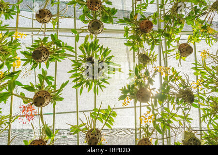 Many orchids are grown in many pots, hanging on a steel rail with a sunshade on top in the garden. Stock Photo