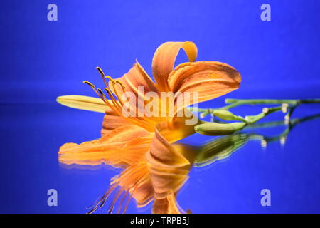 Orange day-lily and its buds on blue background. Stock Photo