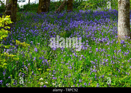 A sea of beautiful blue daffodils carpet the ground in this woodland scene in spring. Trees are coming into leaf. Stock Photo