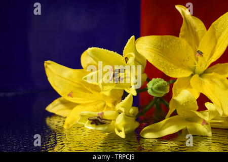 Yellow lilies on red and blue background. Stock Photo