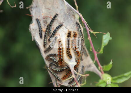 Small Eggar moth caterpillars Stock Photo