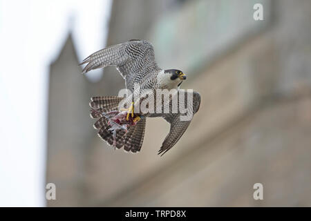 Peregrine  Falcon (Falco peregrinus) Norwich Stock Photo