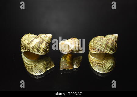 Three green turbo hermit crab shells. Stock Photo