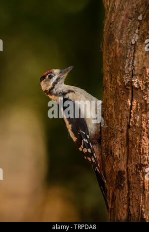 Great Spotted Woodpecker - Dendrocopos major, beautiful colored woodpecker from European forests and woodlands, Hortobagy National Park, Hungary. Stock Photo