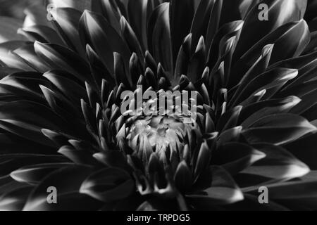 Dahlia in black and white. Stock Photo